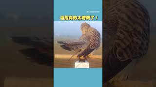 【幫鳥量體重】屏科大出奇招幫 #紅隼 #黑翅鳶 #魚鷹 秤重＋拍照！ #Shorts @funny_videos