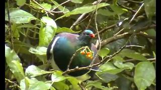 kereru feeding