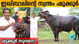 Iqbal's own shukoor | Shukoor Raja buffalo | Biggest buffalo Kollam | Kerala | Variety Media