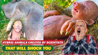 Top 10 Real Hybrid animals created by Scientists😱😱 || Hybrid animals || Hybrid