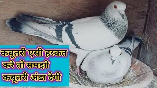 केसे पता करे की कबूतरी अंडा देने वाली है|| #anda dene vali #kabutri ki pahchan ||