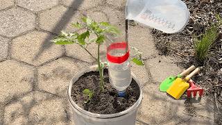 Forget expensive tools. Here's how to care for every plant on a budget