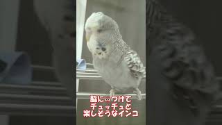 キス音炸裂させてるジャンボセキセイインコ