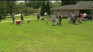 Pups strut their stuff at Paw-Lapalooza