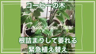 コーヒーの木が萎れた原因は？/緊急植え替え