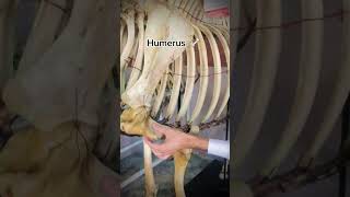 #Forelimb of Horse 🐎