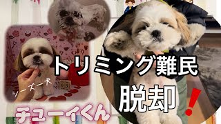 【シーズー】2ヶ月半トリミング難民だったシーズー犬、やっと脱却したらモサモサからホワホワになりました❤️