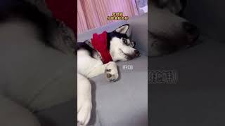 Cats Cute and Funny Cat Videos Super Cute Cats - #SuperCute #FunnyCat EP609 #Shorts