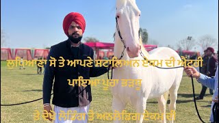 Stallion Ekam on Ludhiana show 2023 #nukra #horse #horselover #trending #trendingshorts #horseriding