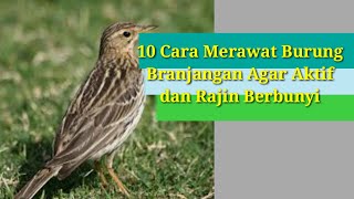 10 Cara Merawat Burung Branjangan Agar Aktif dan Rajin Berbunyi