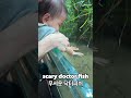 scary doctor fish 무서운 닥터피쉬 fish