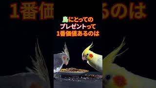 【驚きの求愛行動】好きなメスにゲロを流し込む鳥がやばい #動物  #豆知識