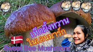 #เห็ดผึ้งหวานในเดนมาร์ก🇩🇰 #Sweet Bee Mushroom