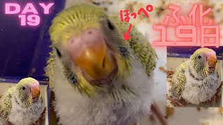 【くちばしも変化】セキセイインコ ヒナ孵化19日No5★Hatched! DAY19 #shorts #vlog