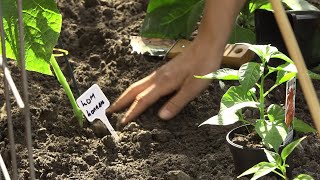 Moestenier Manon zorgt voor eigen gekweekte komkommers in de tuin