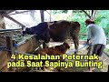 4 Kesalahan Peternak Saat Sapinya Bunting