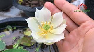 A beautiful lotus flower that I love