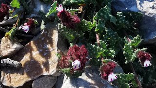 Ποικιλόχρωμη άγχουσα (Anchusella variegata) σε βραχότοπο στην κορυφή της Κιάφας (480 μ.)