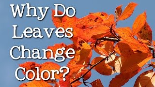 Why Do Leaves Change Color? What Makes the Leaves Fall? FreeSchool