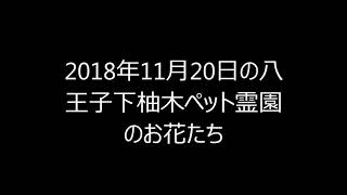 八王子下柚木ペット霊園のお花たち　2018年11月20日