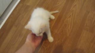 Break Dancing Cat