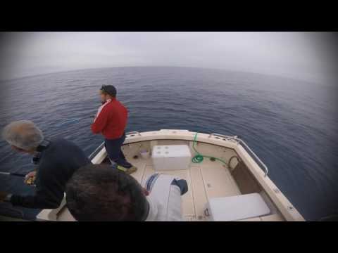 Dentici A Bolentino Con Calamaro Vivo Pesca Ladispoli Previsioni