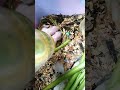 My 1week babies hamster@Dona taaca Vlog