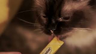 Cat Enjoying New Treat