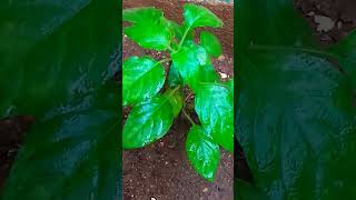 Aboli plant Grow with seeds #firecracker#shorts #ytshorts #viral #2023