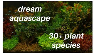 Dream dutch aquascape