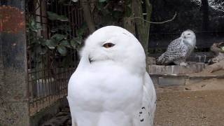 シロフクロウ Snowy Owl #02