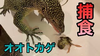 【爬虫類】オオトカゲ/捕食/マングローブモニター