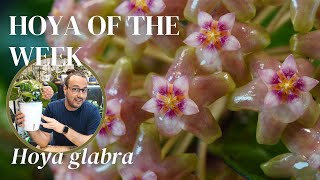 Why Hoya glabra is my top pick among the big leaved Hoyas | Hoya of the Week