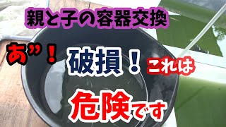 数年メダカ飼育をしていると色々な物が消耗していきます！今回はあるものが崩れ危険でした！そして幼魚を掬うタモも考えたいですね♪