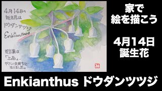 家で絵を描こう　4月14日 誕生花　Enkianthus ドウダンツツジ