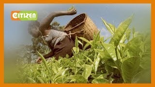 KTDA announces 2019 tea bonus payments