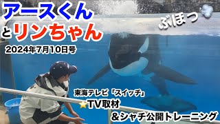 シャチのアースくんとリンちゃんがテレビ局の朝の情報番組の取材を受けました2024年7月10日号【名古屋港水族館】TV取材\u0026シャチ公開トレーニング #東海テレビスイッチ #シャチのアースくんとリンちゃん