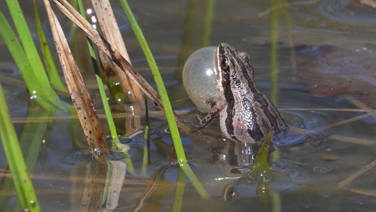 Pseudacris Maculata BOREAL CHORUS FROGS Singing. 9075674 - YouTube