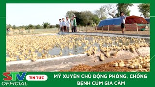 STV - Mỹ Xuyên ra quân tiêm vaccine phòng cúm A/H5N1