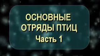 Основные отряды птиц. Часть 1. Биология