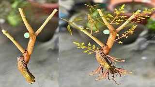 How To Propagate Mango Plant From Cutting In Water