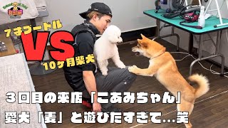 ３回目のトリミングの柴犬！遊びたくてルンルン来店！！