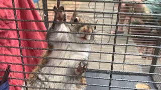 ‘Attack squirrel’ found during drug bust kept in cage, reportedly fed meth