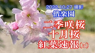 2022.10.27撮影 ,偕楽園の十月桜・二季咲桜咲き始める,  偕楽園紅葉速報(5)