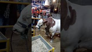 🐂 Massive Giant Bull at Dalfa Cattle Show 2025 | Heavyweight Mashallah #DalfaCattleShow #GiantBull