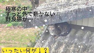 雪の日、外から必死で何かを訴えてくる野良猫トラ