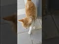 Рыжая мохнатая немного полосатая 😹 Смешные коты 😻 Мяу 🐈 funny red cat meow 😸 cute animals 🐆 memes 🐾🐅