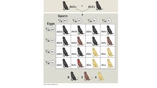 Genetics5-Coat Color Genetics of Labrador Retrievers