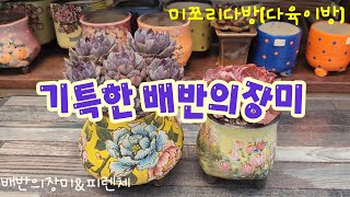 250111 수피아노란화분에배반의장미~두루공방분에피렌체분갈이해요~^^요번다육이분갈이도칭찬받을수있을라나~ㅎ😆