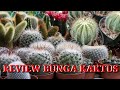 Review Bunga Kaktus Yang Cantik